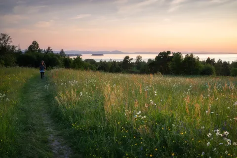 Par går på blomstrande äng i Tällberg med sjön Siljan i bakgrunden.